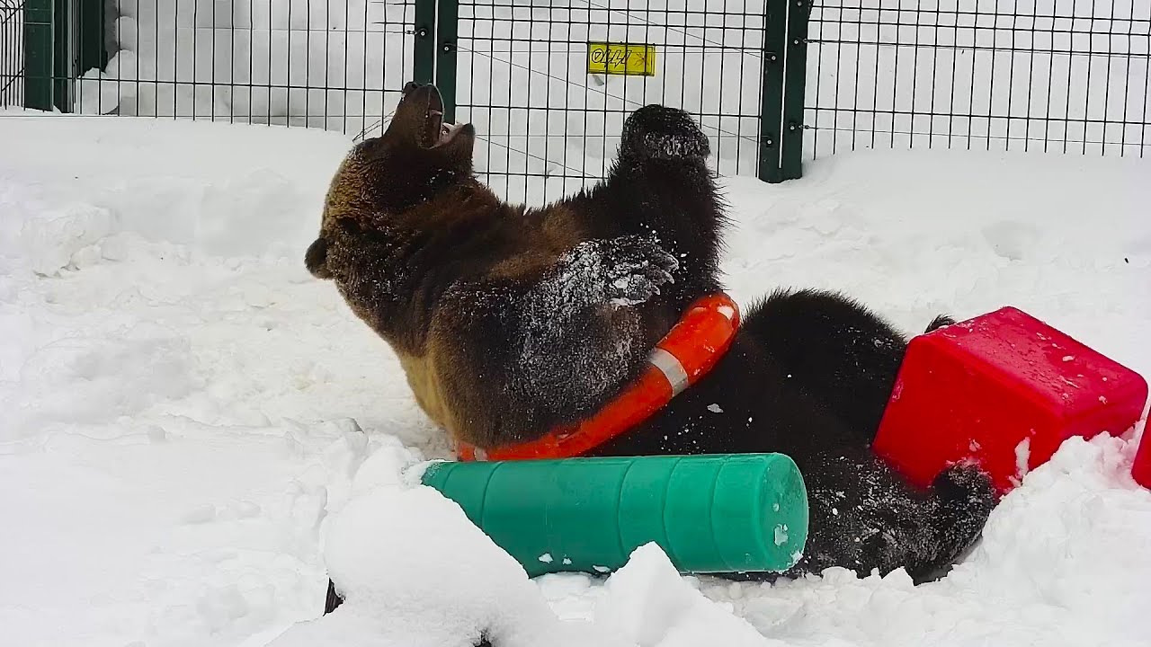 Вышел из спячки. Сны о играх с игрушками стали явью🐻🐾/Bear Mansur