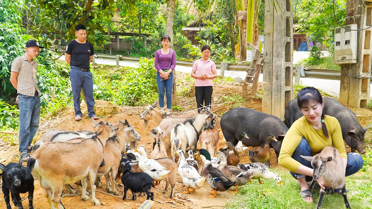 310 Days Buying Many Goats, Pigs and Geese... Go to Countryside Market | Tieu Vy Harvesting