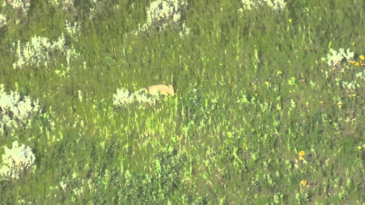Coyote Pups Learning To Hunt Rodents