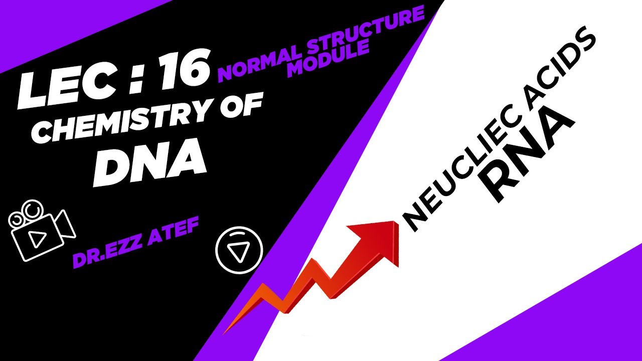 Biochemistry - 1st year - (16)  Nucleic acids (RNA)