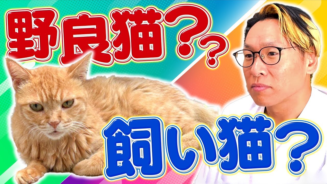 迷い猫と話してみた