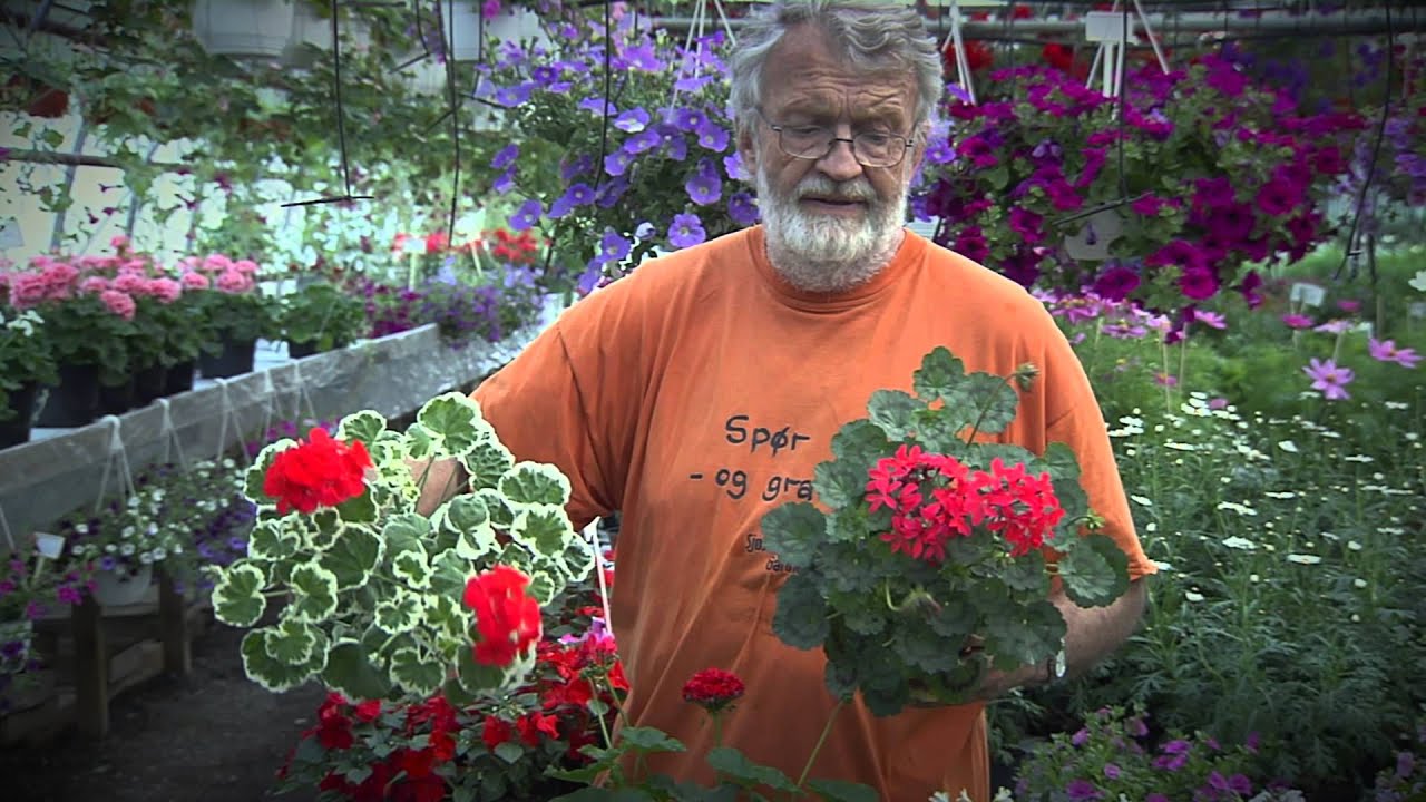 Sommerblomster spesial - Informasjonsfilm fra Sjøstrand Gartneri