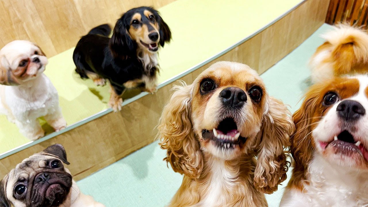Посещение японского собачьего кафе🐶 | puppy cafe Rio