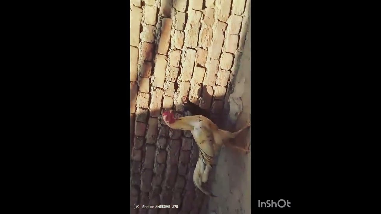 Azaanvlog🥰#viralvideo #like #shorts #subscribe #beautiful #hen 🥰