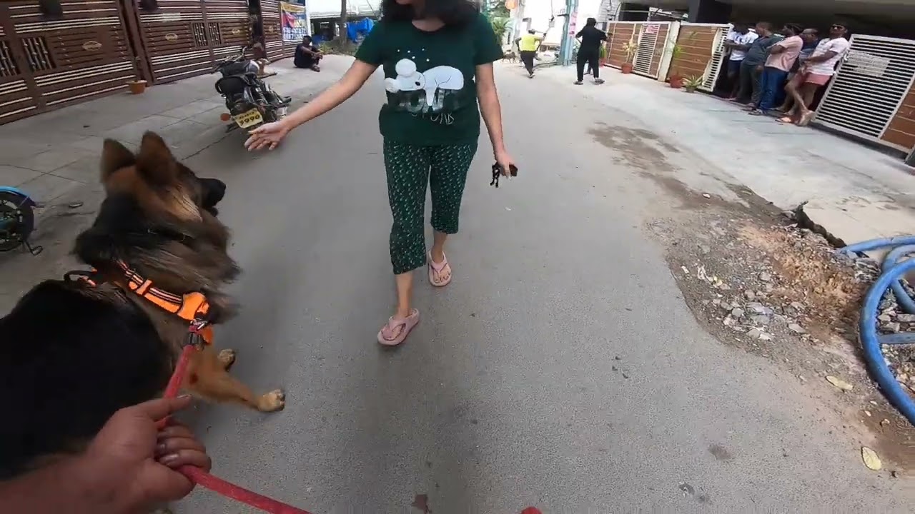 Max the German Shepherd under attack from street dogs 202202113