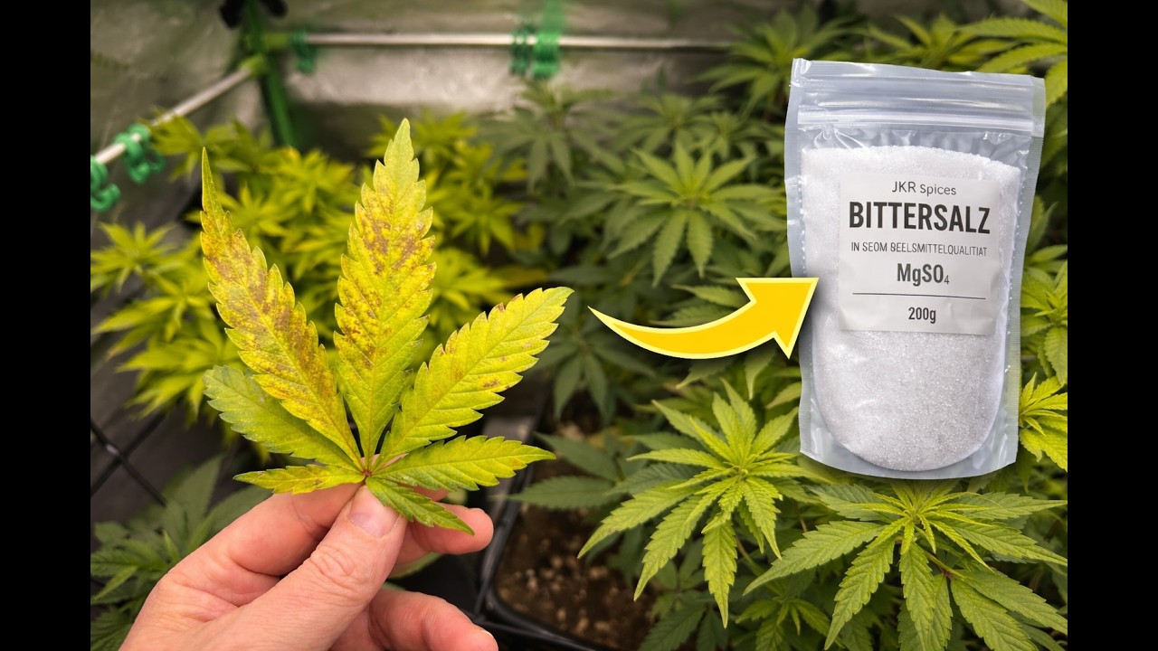 Cannabis Blätter werden GELB? 😱 So behebst du Magnesiummangel 🥦😎