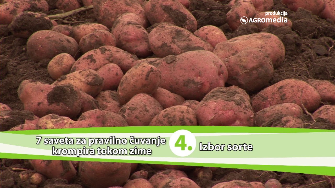 7 saveta za pravilno čuvanje krompira tokom zime