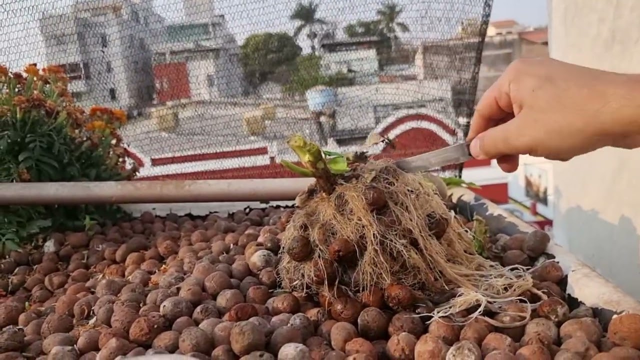 Atualização da #aquaponia - Remoção das Plantas e Flores - 07/10/2024