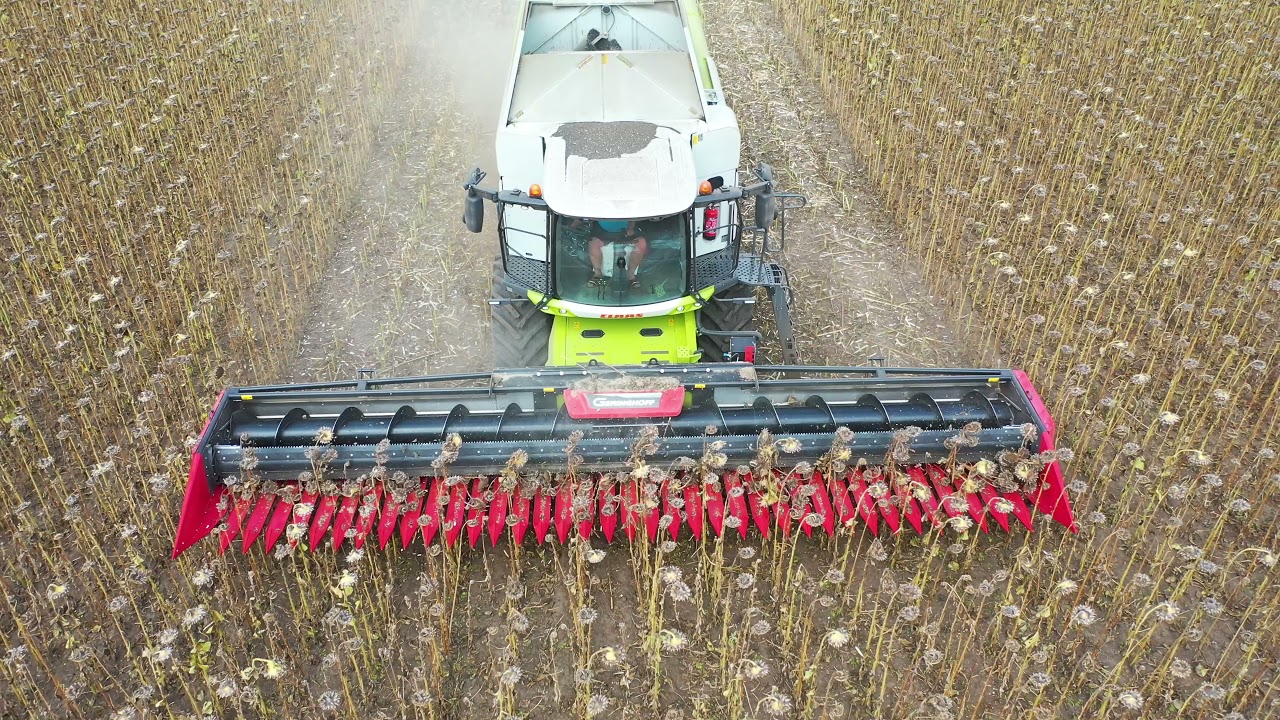 Claas Lexion 7400 + Geringhoff Sun Lite recoltat floarea soarelui 2021