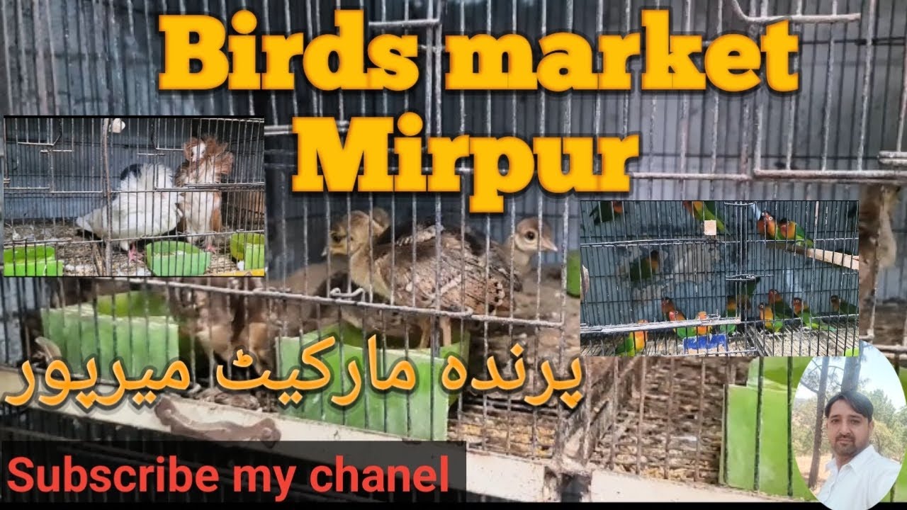 birds market Mirpur | birds market |  پرندہ مارکیٹ میرپور | bird market #birds #birds #birdsmarket
