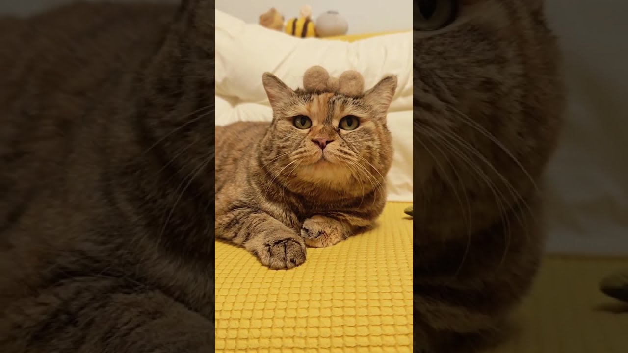 Braid the cute little cat's hair #meow #ねこ #고양이 #貓 #miau #katze #gato #Кошка #Kedi