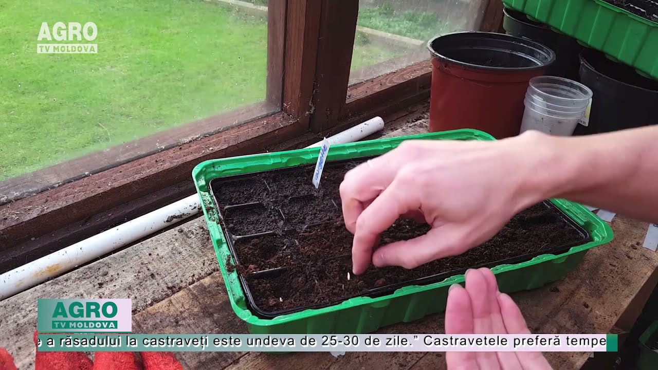 Cultura de castravete este profitabilă &icirc;n orice perioadă a anului &ndash; AGRO TV News