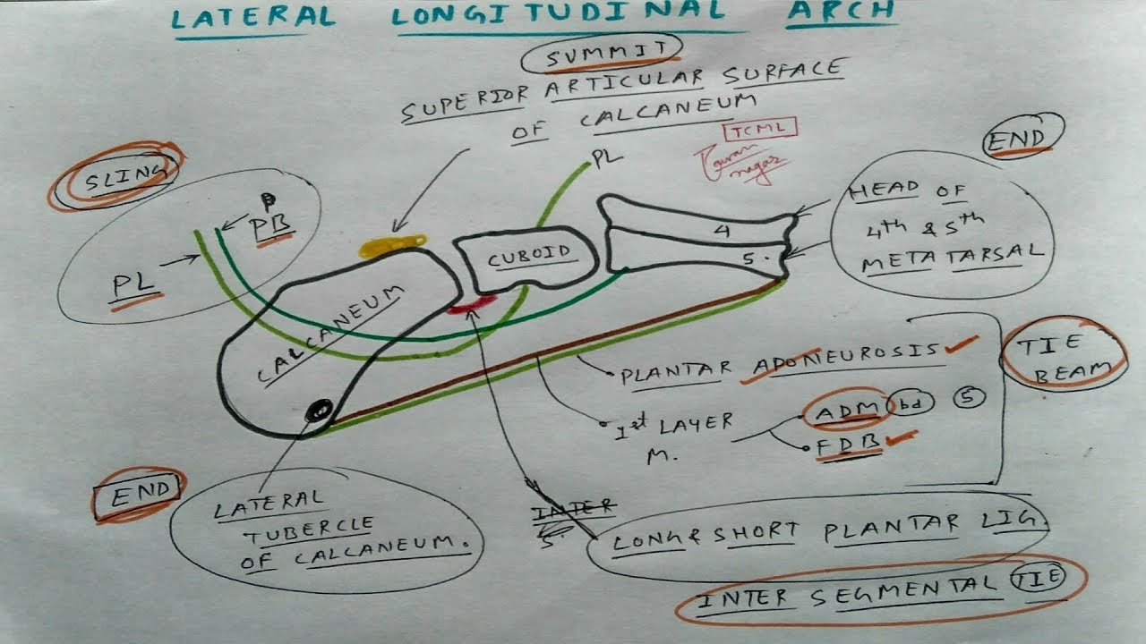 Lateral longitudinal Arch- 1 | TCML