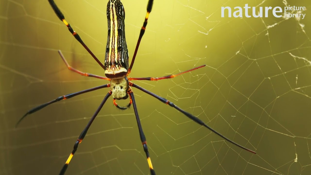 Giant golden orb weaver spider focus pull from a small male to much larger female, Thailand
