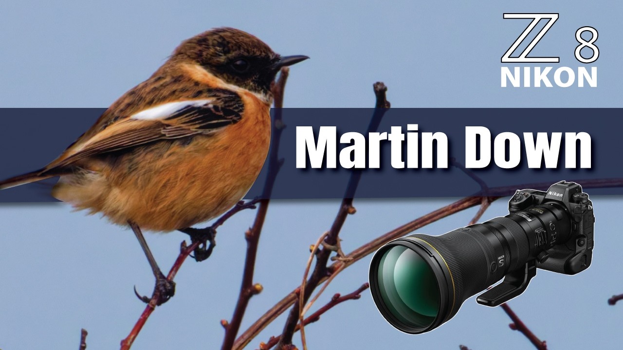 Wiltshire Wildlife Adventure: Brown Hares, Yellowhammer & More | Shot on Nikon Z8 (2576mm Reach!)