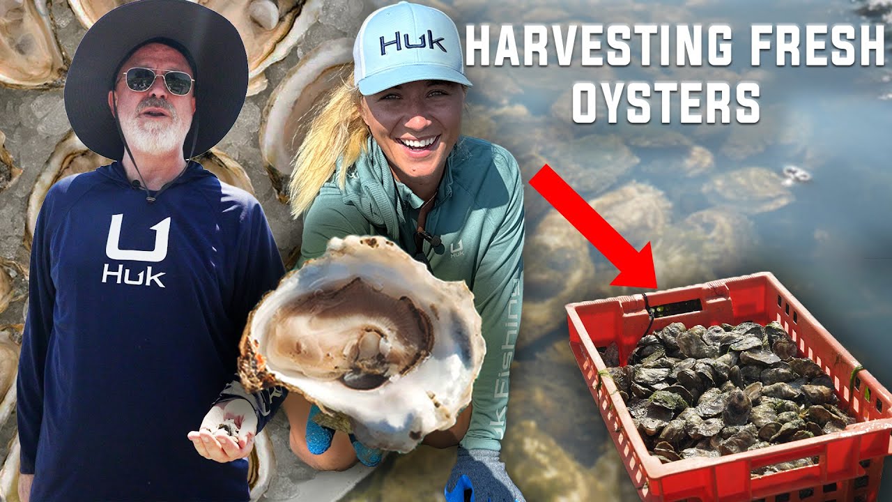 How MILLIONS of Oysters are Harvested in Massachusetts!