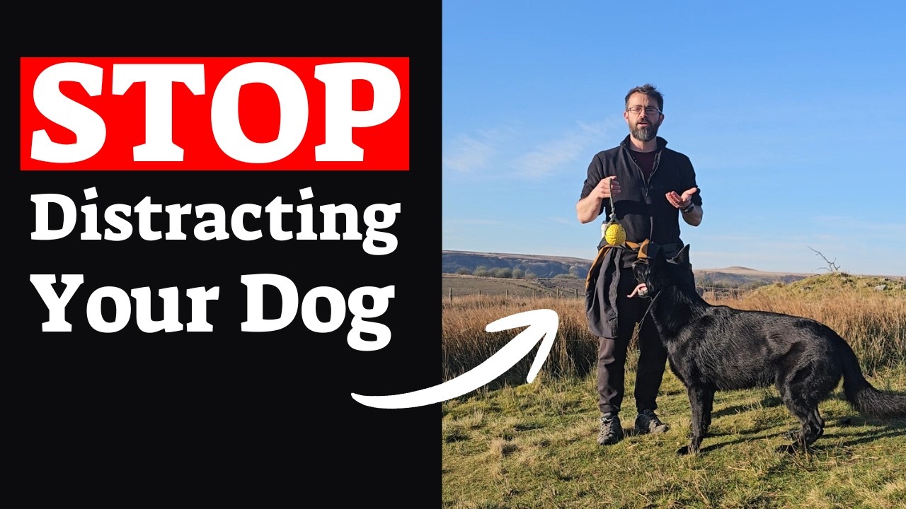 How YOU Are Making Your Dog Reactive (And How To Fix It)