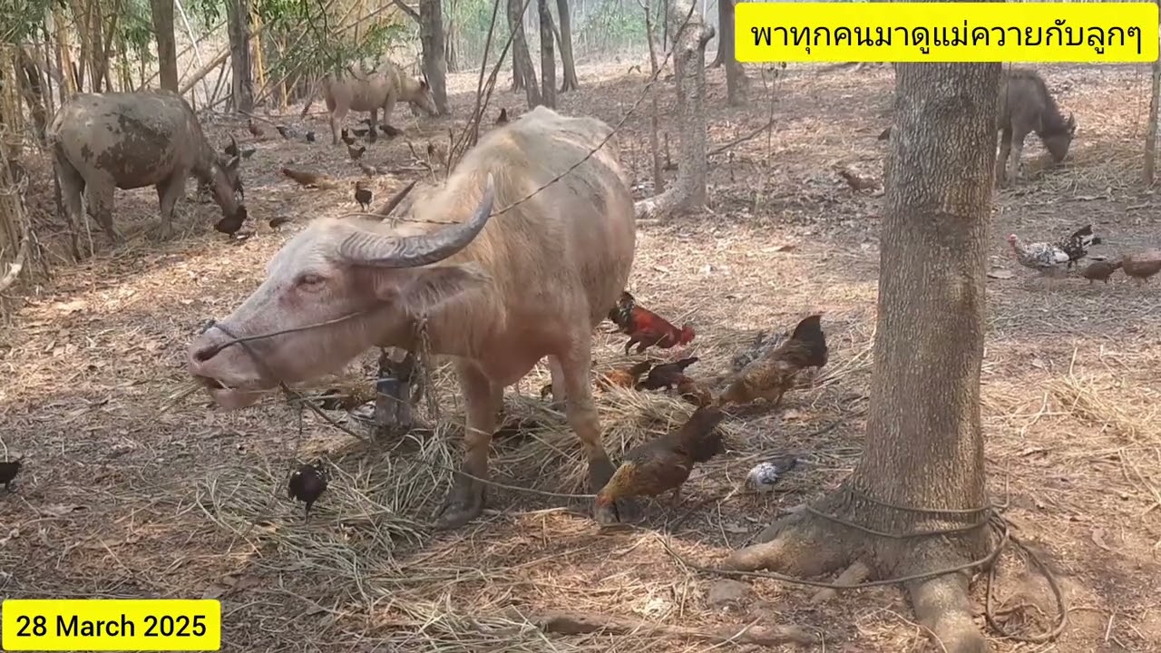 28 March 2025 พาทุกคนมาดูแม่ควายกับลูกควายกินฟางด้วยกัน มีไก่ด้วยนะ