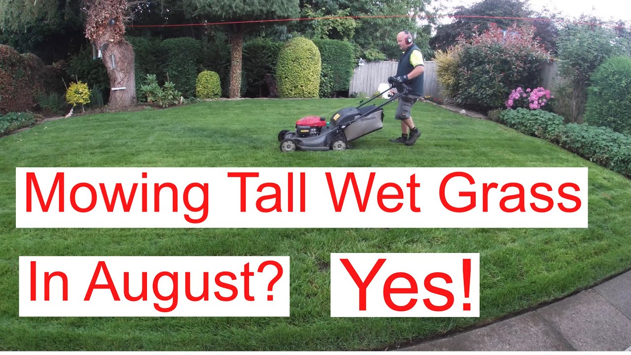 Mowing Tall Wet Grass , In August?
