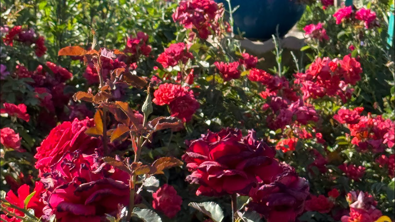 Limpieza imbernal, para floraciones espectaculares 🌹🌸🍃🌱