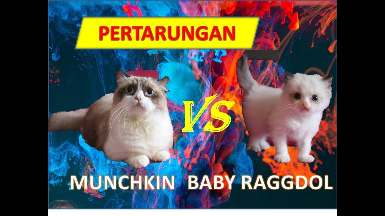 KUCING MUNCHKIN RAGDOLL VS KUCING RAGDOLL #kucing #cat #kitten #KUCING MILKY #kucing milky