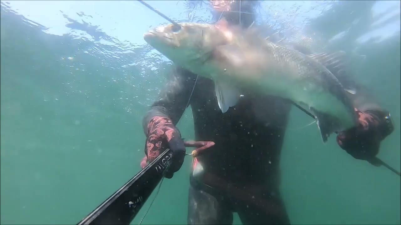 bar chasse sous marine bretagne