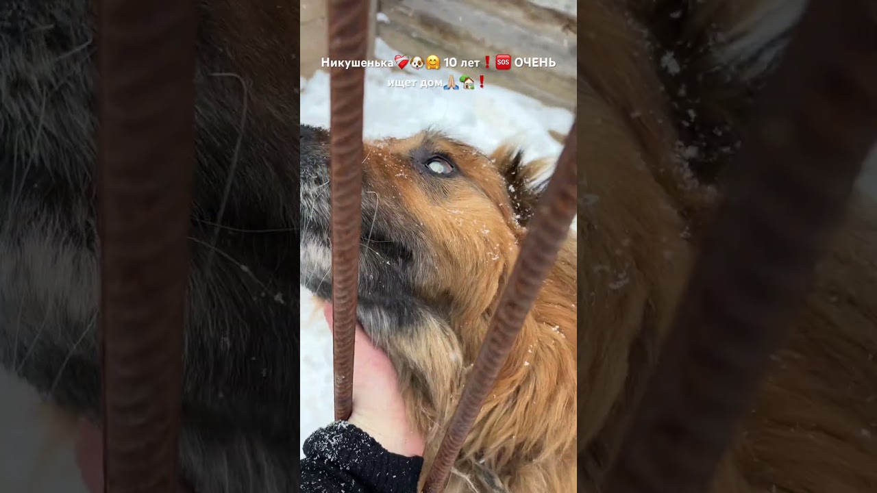 Милый 🥰 добрый, такой трогательный и беззащитный 🥹Никушенька🙏🏼🏡❤️&zwj;🩹