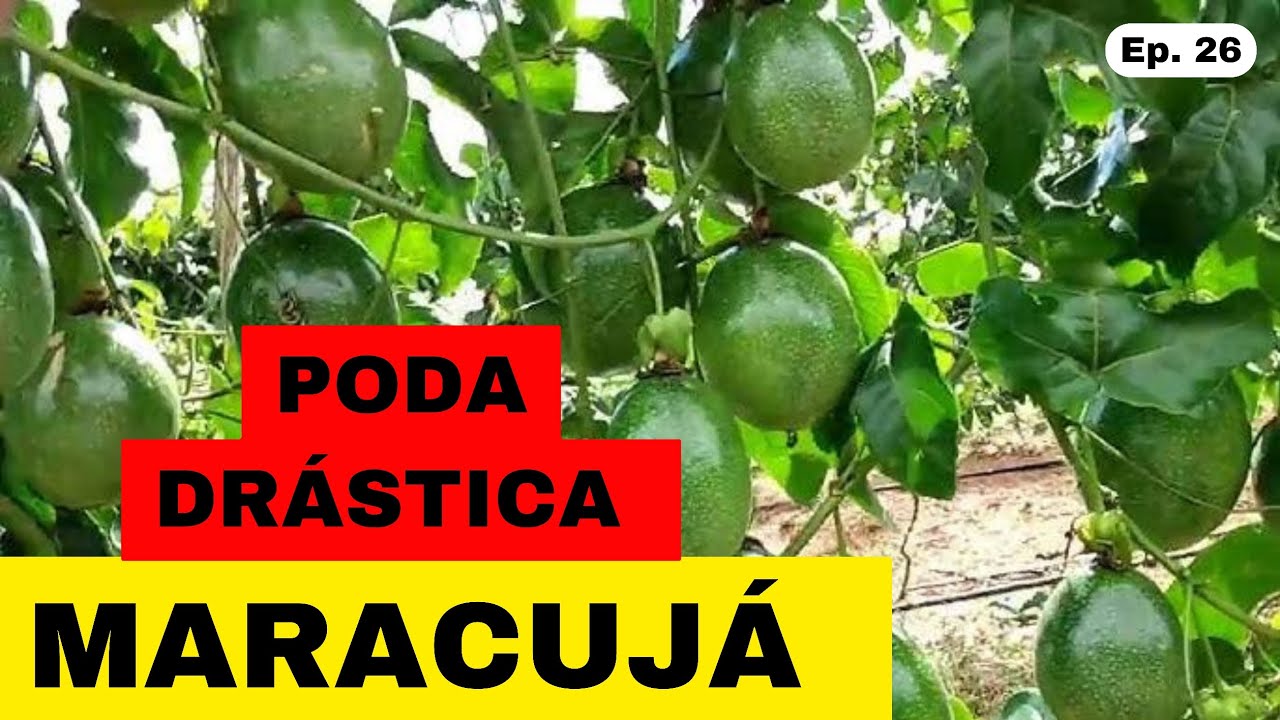 COMO PODAR O PÉ DE MARACUJA