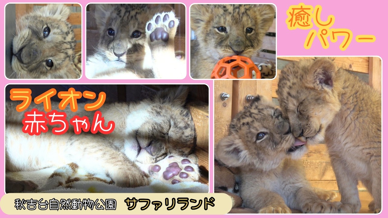 【ライオン赤ちゃん癒しパワー】　秋吉台自然動物公園サファリランド