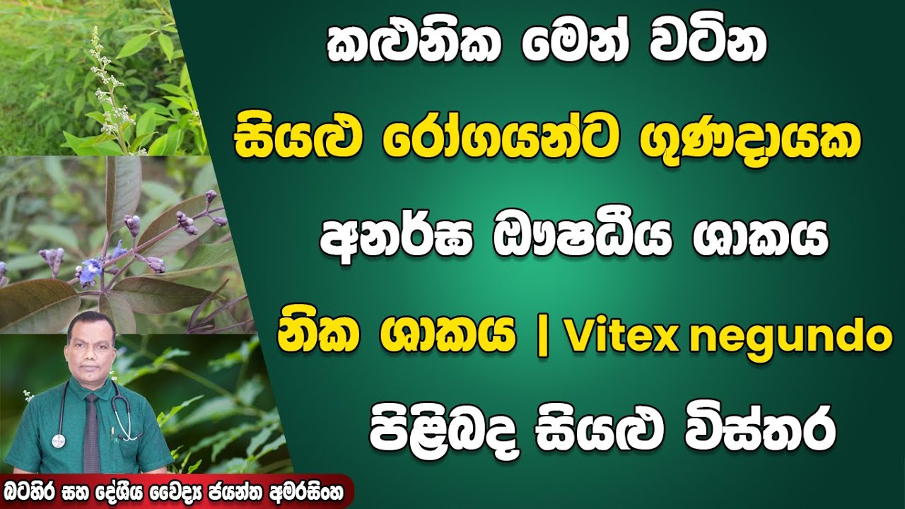 කළුනික මෙන් වටිනා සියළු රෝගයන්ට ගුණ දායක ඖෂධීය ශාකය - නික ශාකය පිළිබද සියලු විස්තර | Vitex negundo