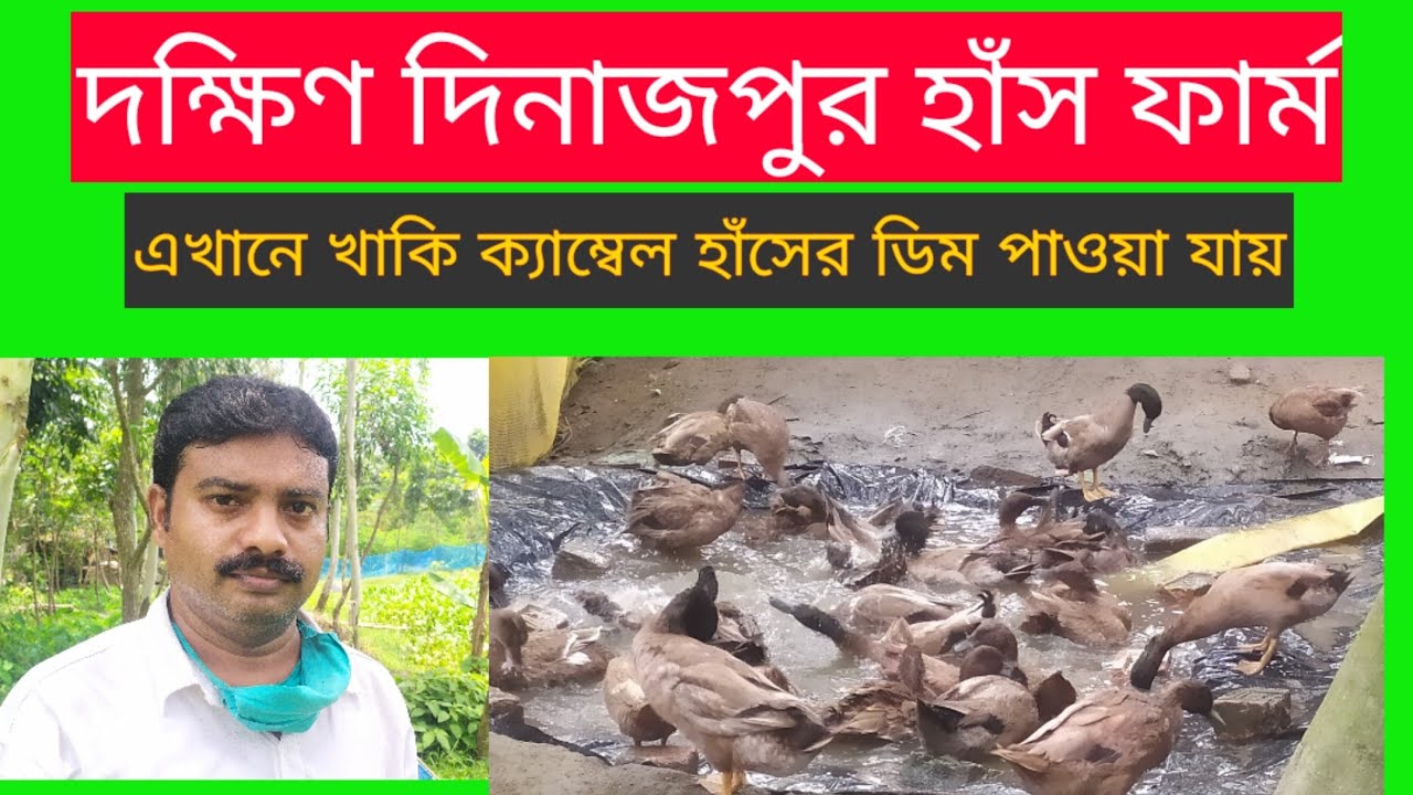 দক্ষিণ দিনাজপুর খাকি ক্যাম্বেল হাঁসের খামার।duck farm in dakshindinajpur, West Bengal।full HD