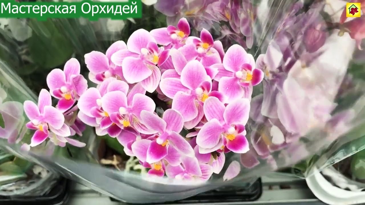 Пришел посмотреть а ушел с НАСТОЯЩИМ СОКРОВИЩЕМ! Вы только посмотрите какую КРАСОТУ орхидею я нашел!