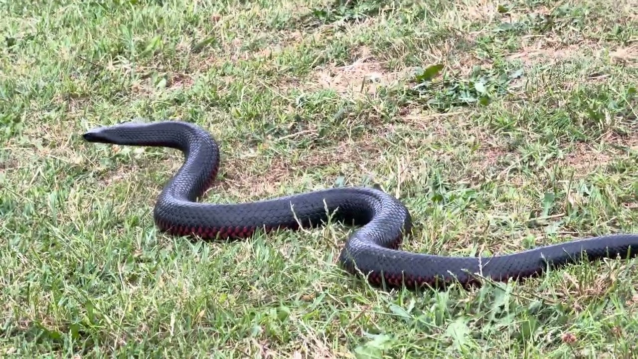 Snake Show 1 - La Perouse Beach - Port Botany - Sydney, Australia 10/2025