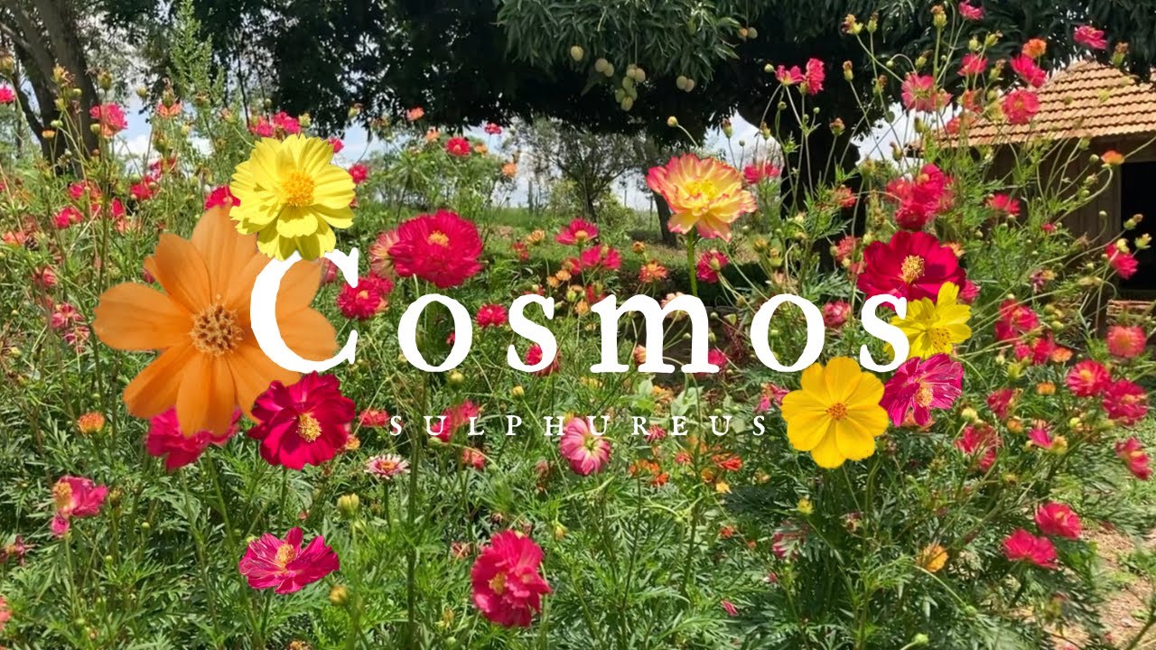COSMOS - Como plantar, cultivar e ter flores o ano todo | Cosmos sulphureus