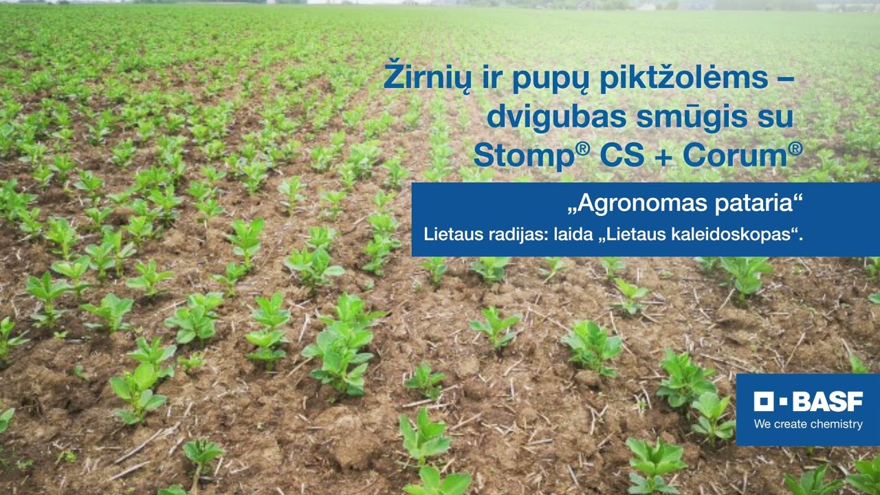 Žirnių ir pupų piktžolėms – dvigubas smūgis su Stomp CS + Corum | BASF
