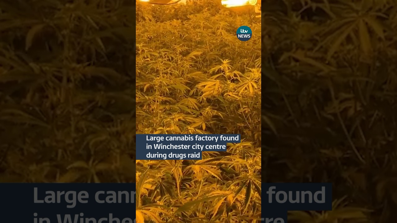 Drugs raid reveals huge cannabis factory in middle of city centre #itvnews #news #winchester #crime