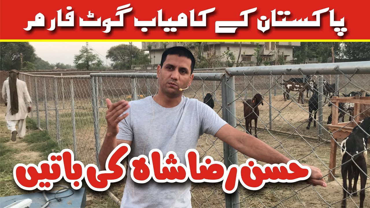 Successful Goat Farmer Hassan Raza's Words ||  کامیاب گوٹ فارمر حسن رضا کی باتیں