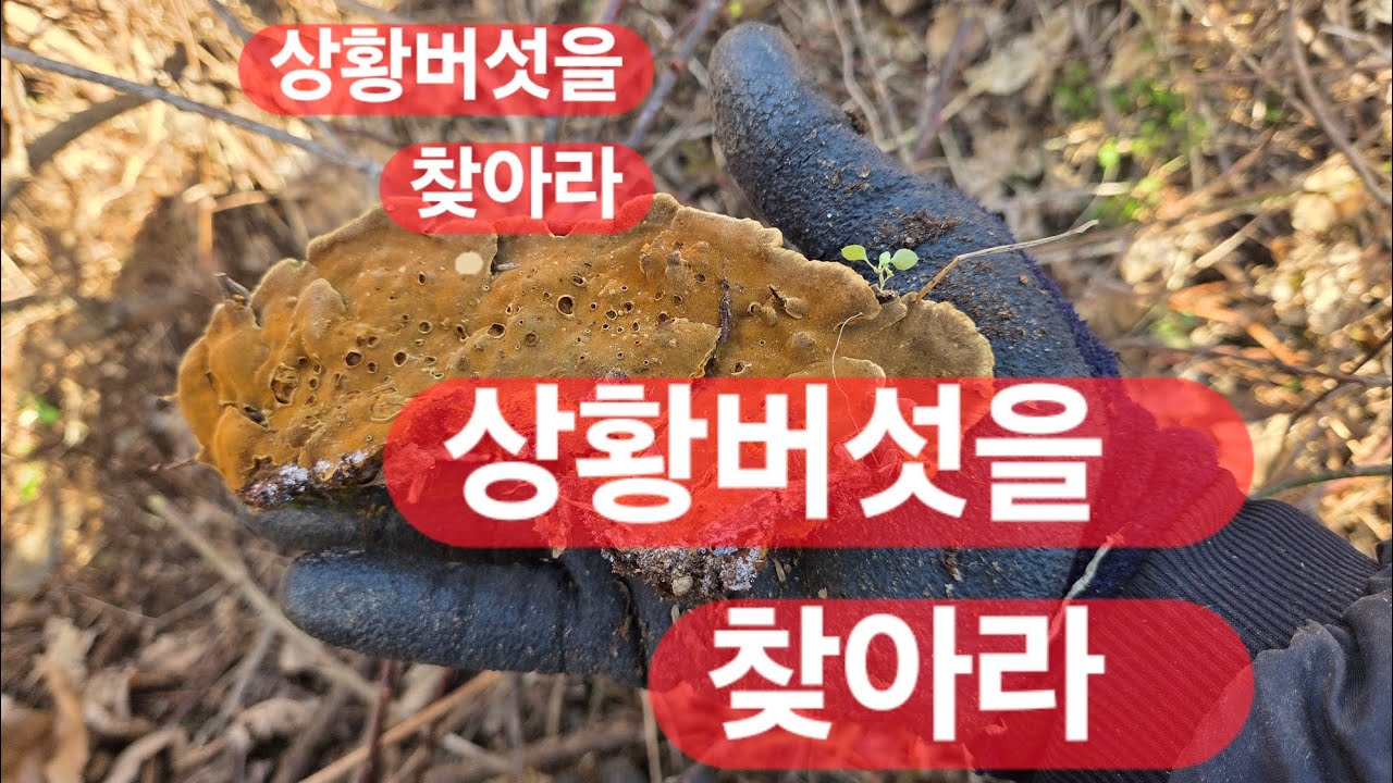 꼭꼭 숨어있는 상황버섯 찾는 법 