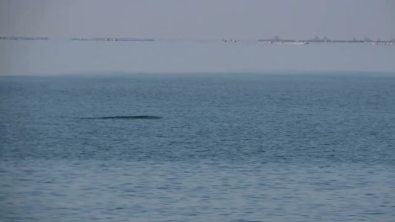 Delfín mular (tursiops truncatus)