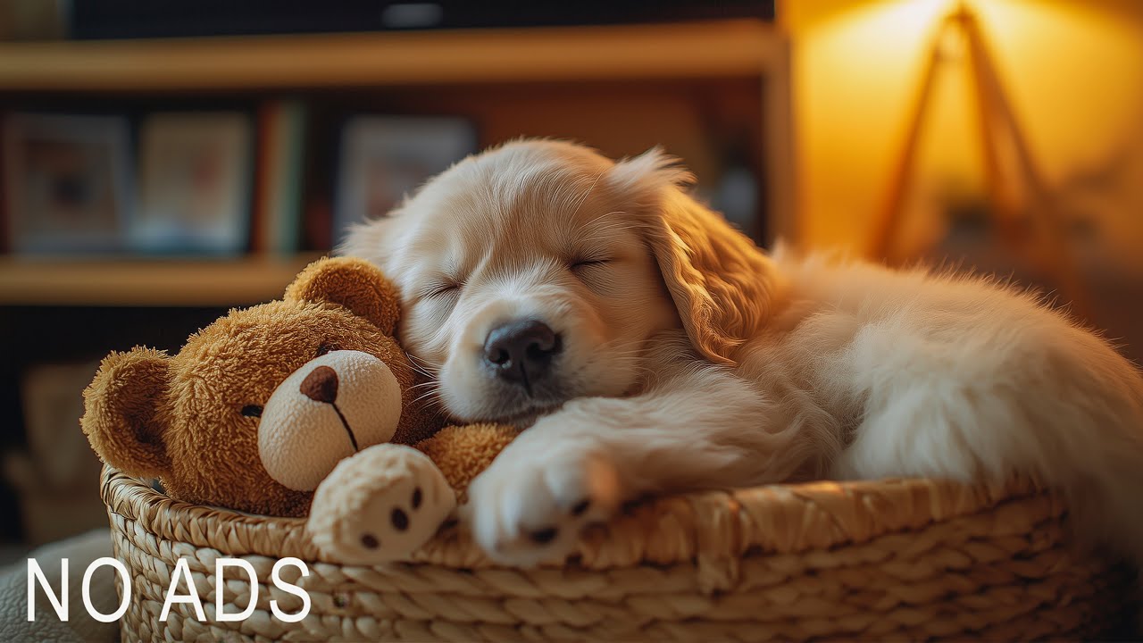 1 HOURS of Dog Calming Music For Dogs🎵💖Anti Separation Anxiety Relief Music🐶Sleep dog Healing🎵