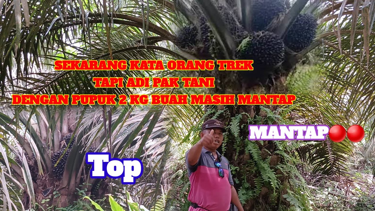 Buah trek karena tidak teratur memupuk atau Ngasal mupuk,lihat buah