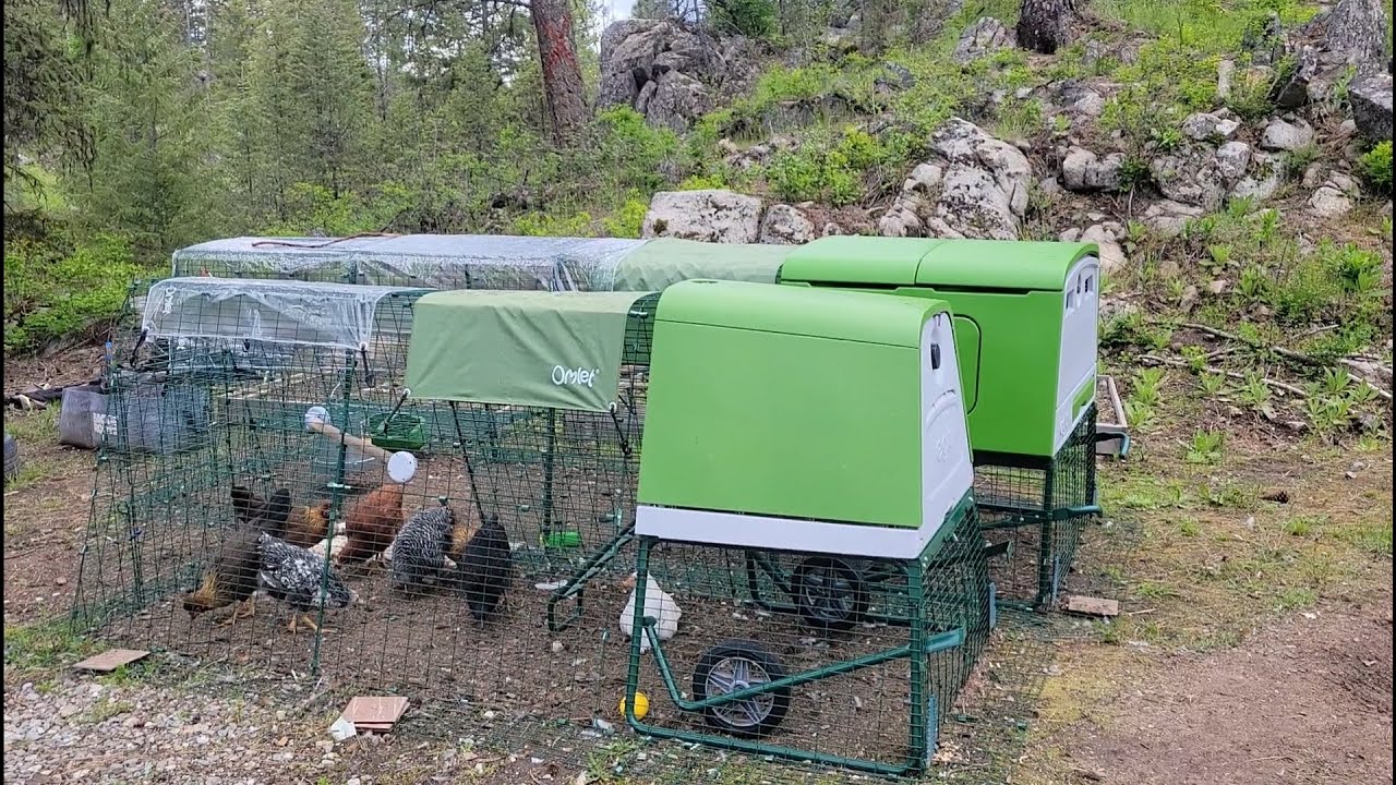 Omlet Eglu Cube, and Go Up. Introducing the chickens.