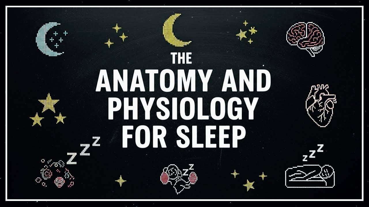 Anatomy & Physiology for Sleep: Human Body Systems to Fall Asleep To