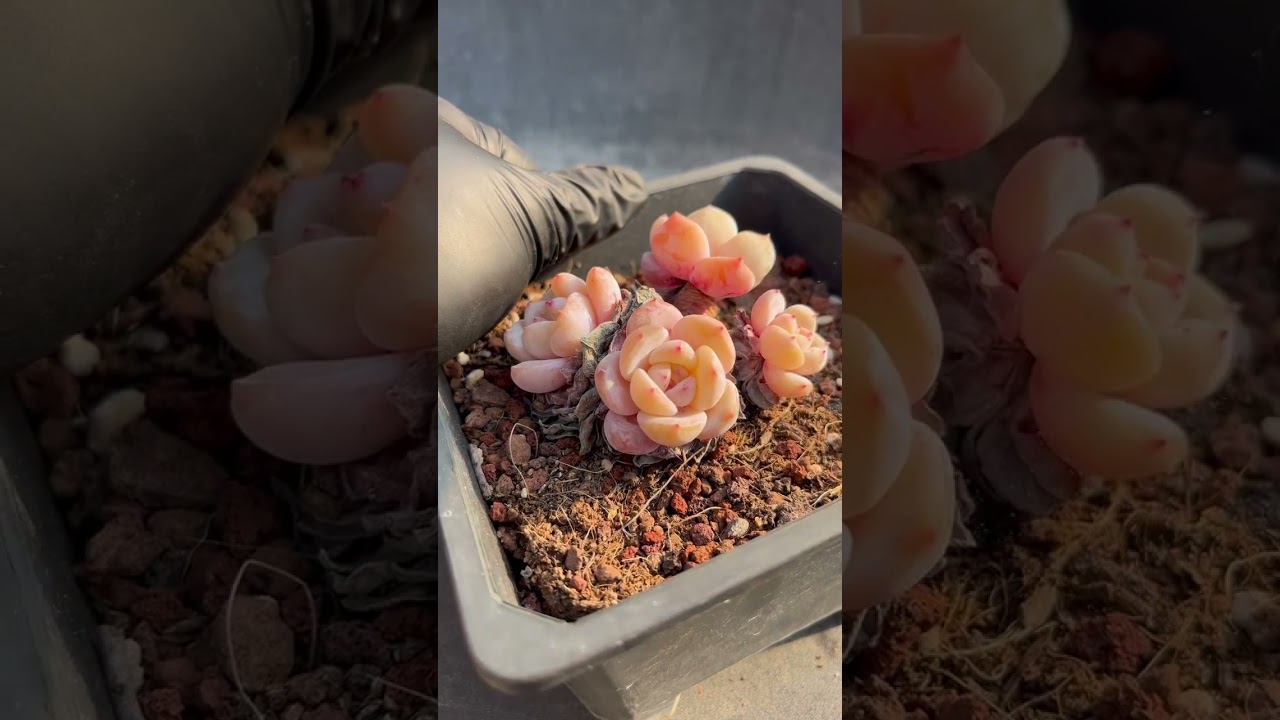 Enjoying the process of removing dead leaves, fellow succulent lovers!