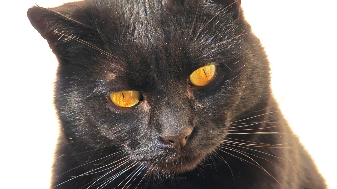 A Glimpse of Beauty: Mini Panther with Shiny Black Coat & Golden Eyes