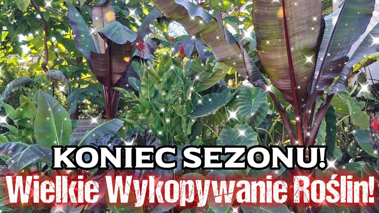 Kończymy Sezon Egzotyczny 2025 ! Wykopujemy Banany Alokazje i Kolokazje ! 