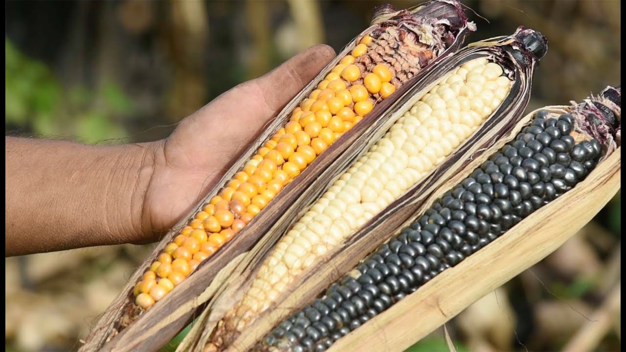 SEGURANÇA ALIMENTAR E NUTRICIONAL 1
