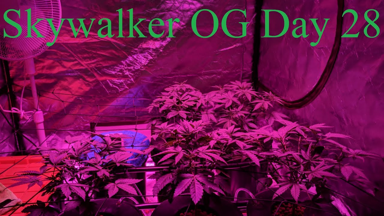 Cloudponics Grow Tent Day 28 Skywalker OG