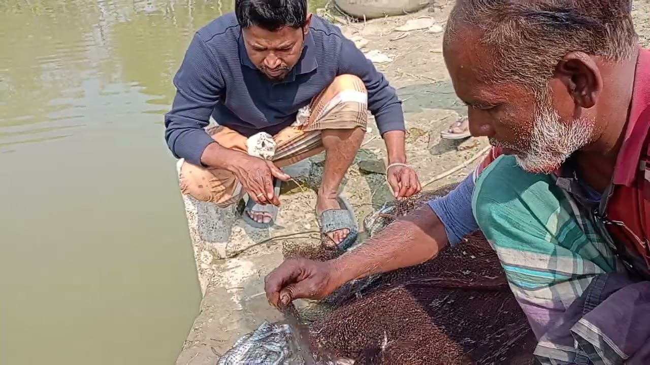 Fish care #মাছের পোনা 