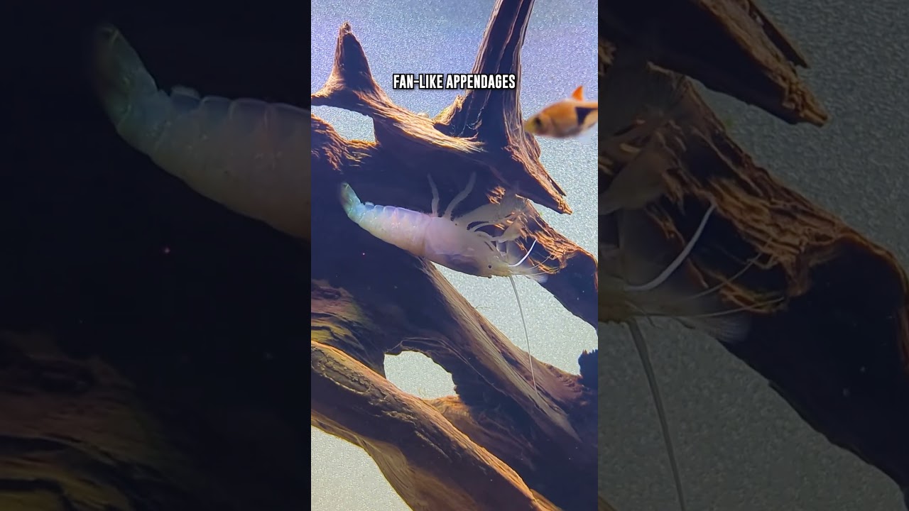 Vampire Shrimp 🦐 How Large Do These Freshwater Shrimp Get?